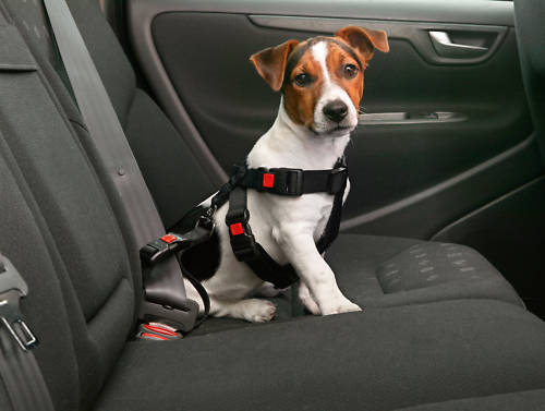 Karlie auto hunde - karlie,