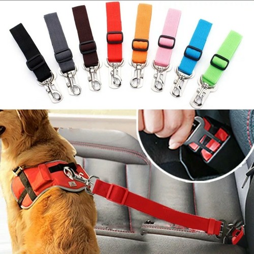 Hund haustier sicherheit - hund, auto