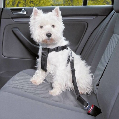 Jolly paw hunde - jolly,